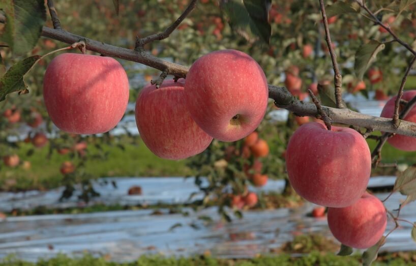 오늘N 2508회 가족이 뭐길래 경북 의성 토종마늘 농가 한톨 (의성한지형마늘, 깐마늘, 마늘쫑, 의성사과 주문방법)