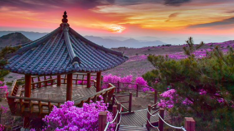 비슬산 참꽃축제