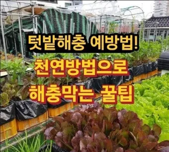 텃밭 해충 대처 진딧물 총채벌레 응애 노린재 방제_29