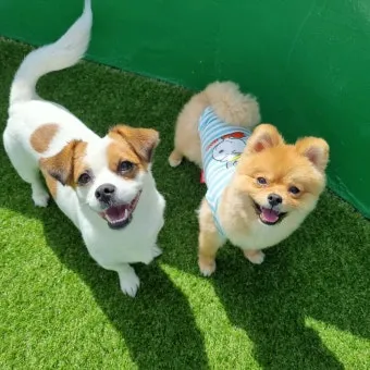 강아지가 다른 강아지 싫어하는 원인과 해결법_7