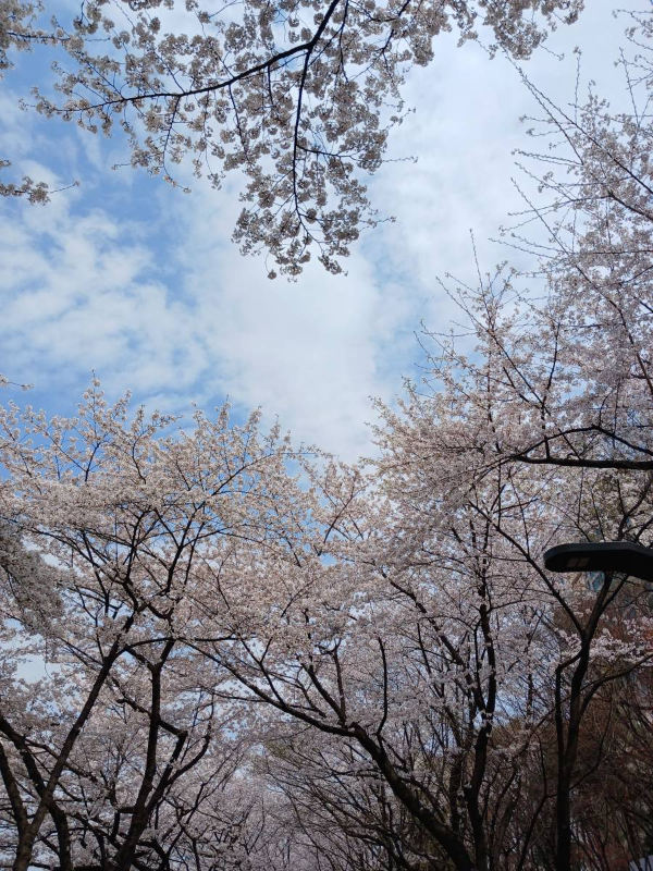 잠실 벚꽃 위 푸른하늘