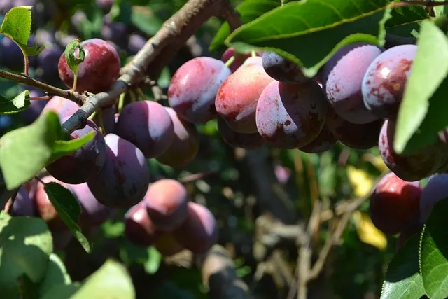 자두 재배 결과지 관리 칼슘 시비 낙과 예방_7