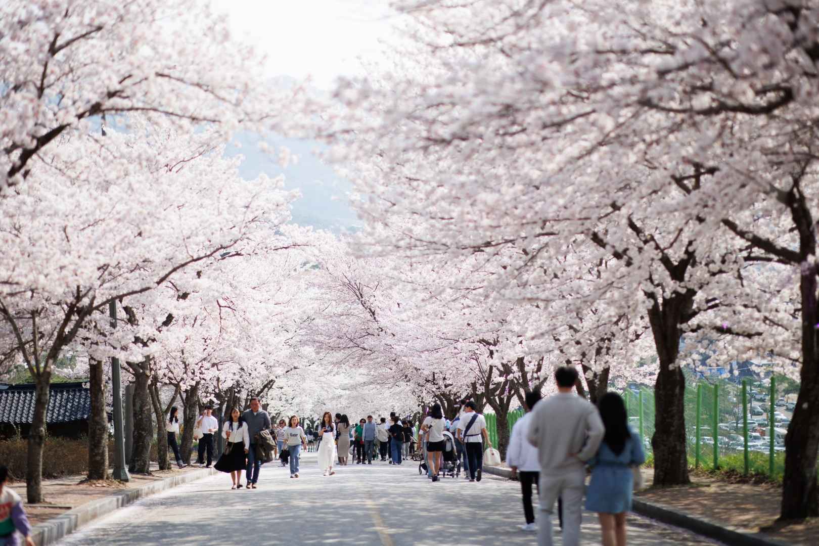 고창-벚꽃-축제-낮-풍경