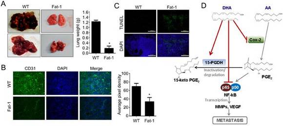 식물성RTG 오메가3