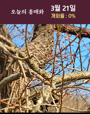 구례 화엄사 홍매화 개화도