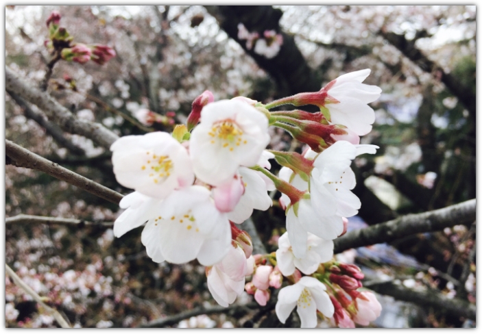 통영 봉숫골 꽃나들이 축제