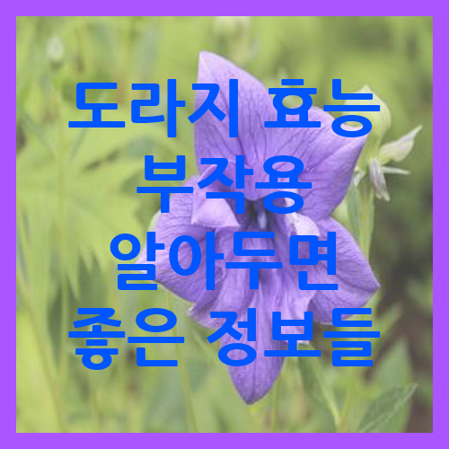 도라지 효능