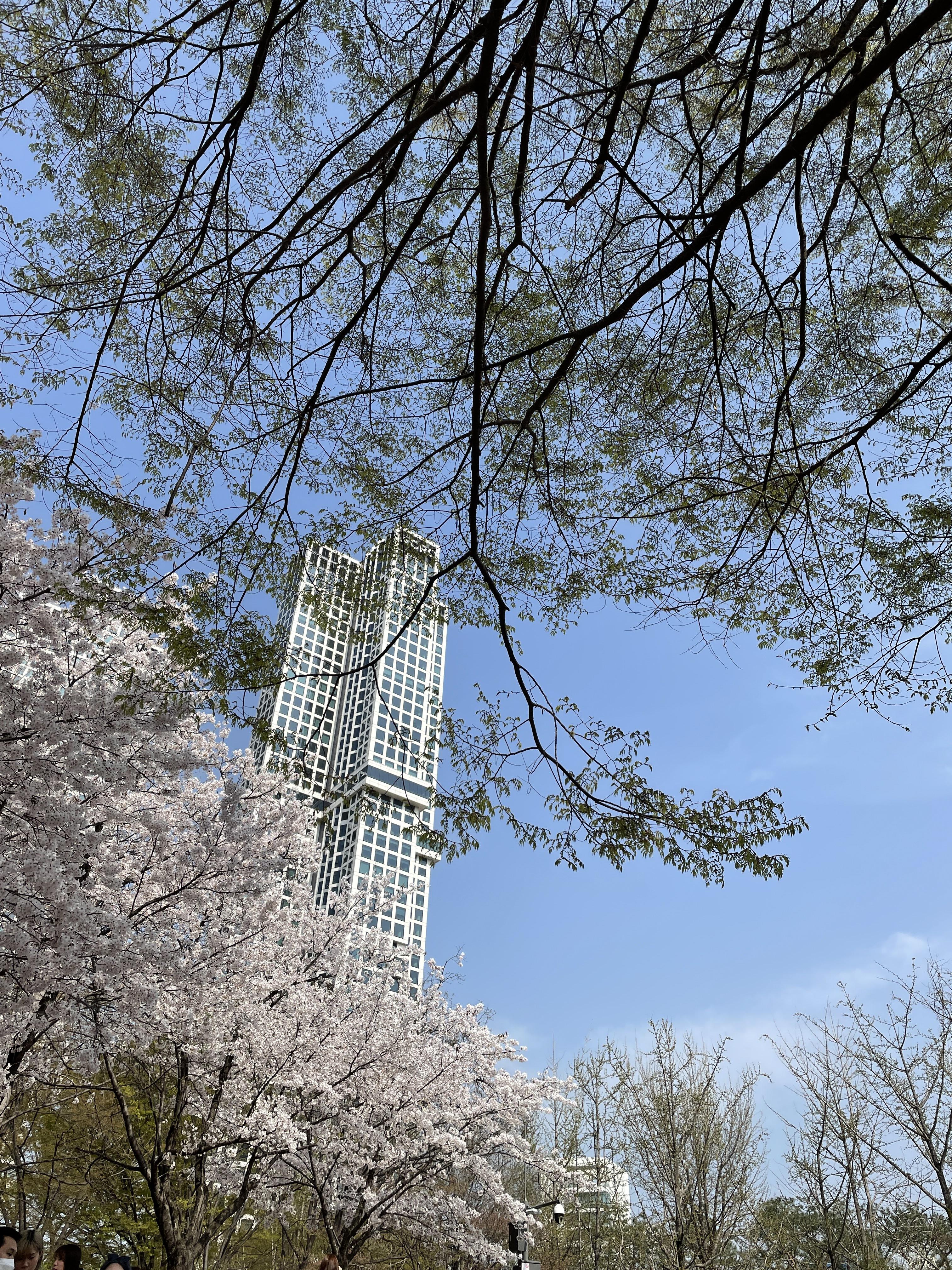서울숲 벚꽃