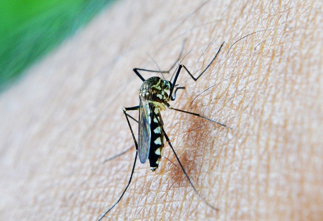 말라리아를 발병시키는 모기사진