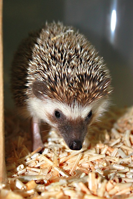 🦔 겨울철 고슴도치 관리의 핵심 가이드