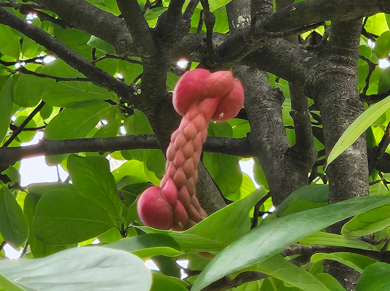 백목련 겨울눈2
