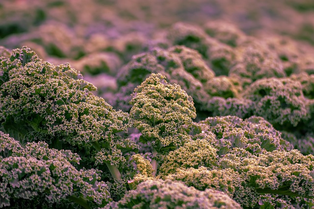 케일 효능과 케일 주스 레시피&mdash; 슈퍼푸드로 건강한 하루 시작하기