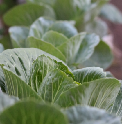 양배추 효능과 부작용 칼로리