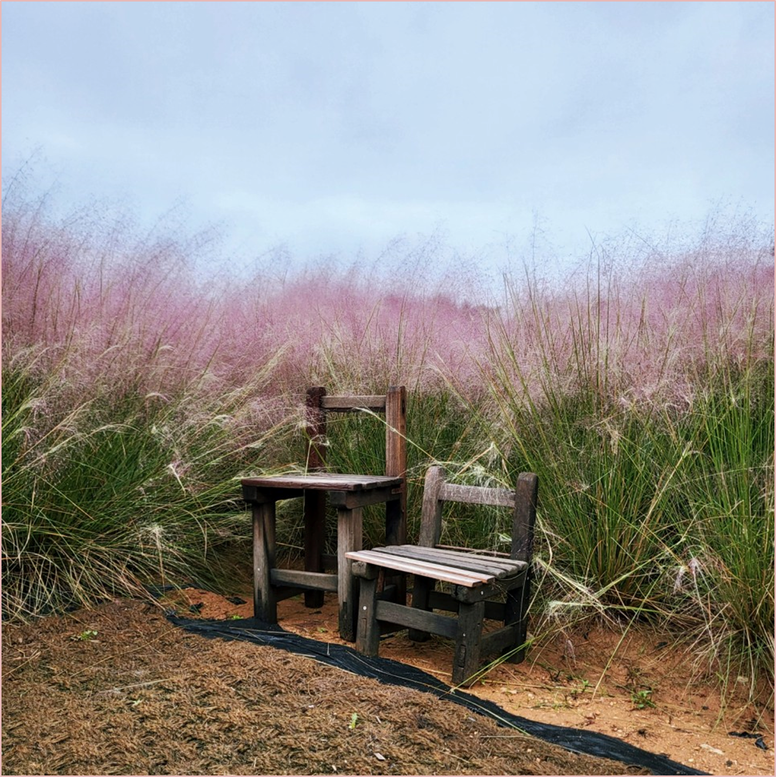 고창-청농원-핑크뮬리가든