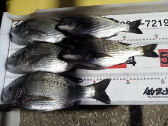 디낚 점주조황 인낚 부낚 어부지리 바다낚시_22