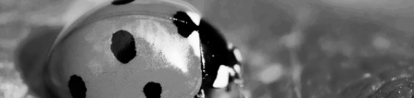 집먼지 진드기 퇴치법