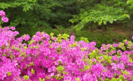군포 철쭉축제 초대가수 및 일정 총정리