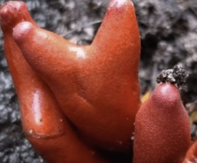 붉은사슴뿔버섯