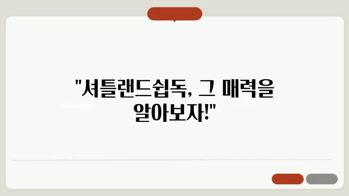 셔틀랜드쉽독의 전형적인 모습