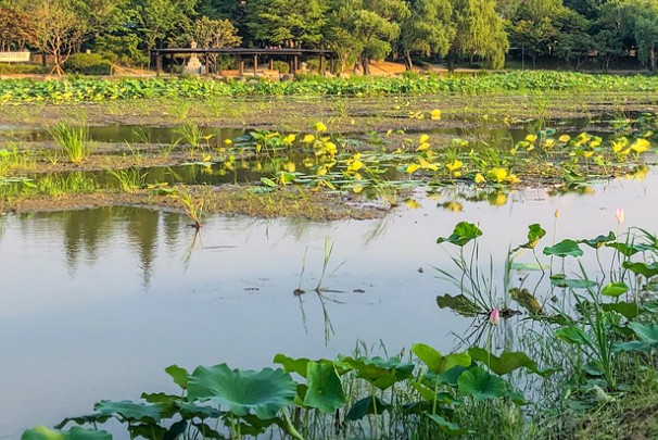 전주 덕진공원 연못+꽃산책