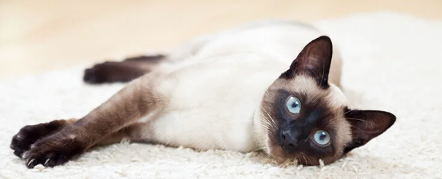 샴 (Siamese)