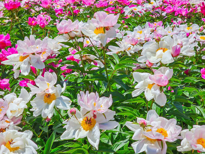 2025 영천작약축제 일정 및 프로그램 총정리 사진