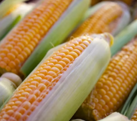 옥수수 효능과 부작용 영양성분 고르는법 칼로리