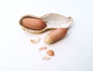 땅콩 수확시기 심는시기 심는 방법