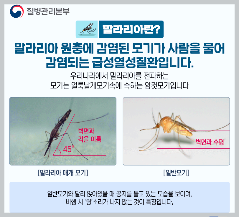 말라리아