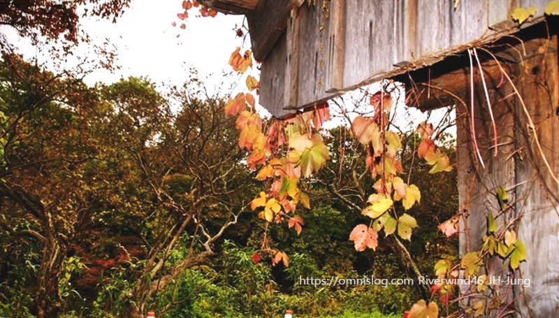 고가(古家)의 지붕과 담쟁이