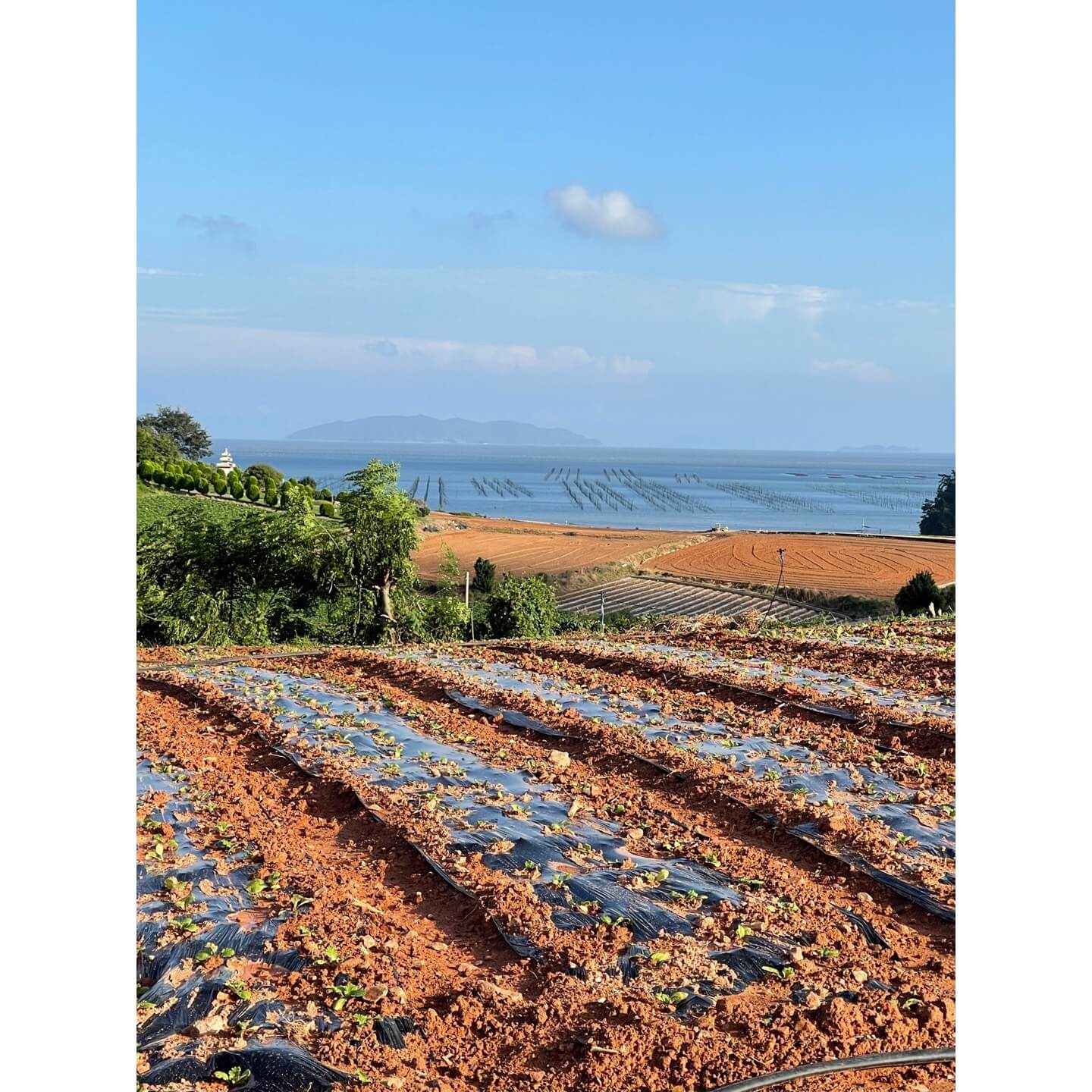 김장 절임배추 온라인 및 대형마트 사전예약