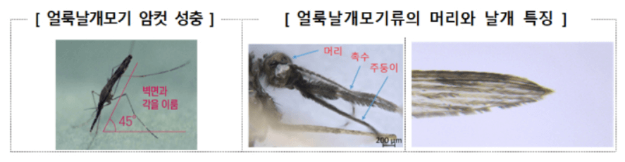 말라리아 매개 모기 생김새