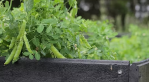 차박지에서 즐기는 5성급 해장: 냄새 걱정 없는 바지락 쑥 라면과 코펠 조리 꿀팁