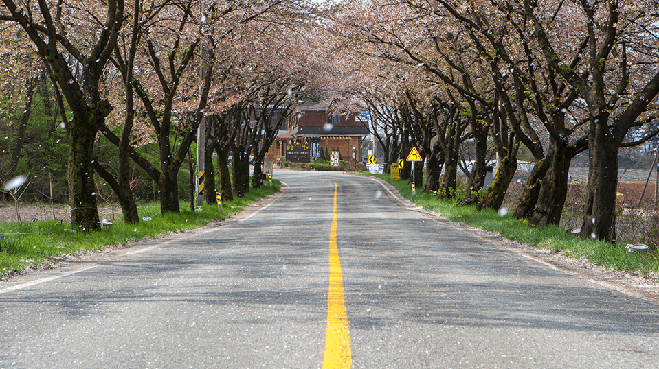 전국 지역별 벚꽃 명소 (2024년)