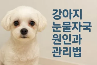 눈물이 자주 나는 이유에 대한 안과정보_25