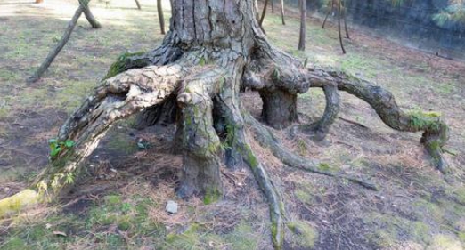 한국의 떡 종류 복령떡-소나무 뿌리