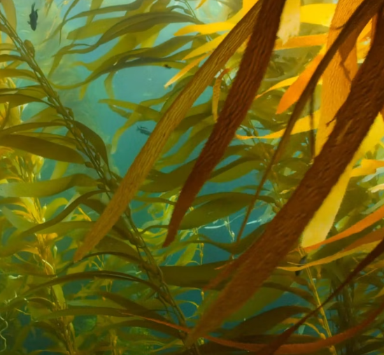 미역 효능 부작용 칼로리