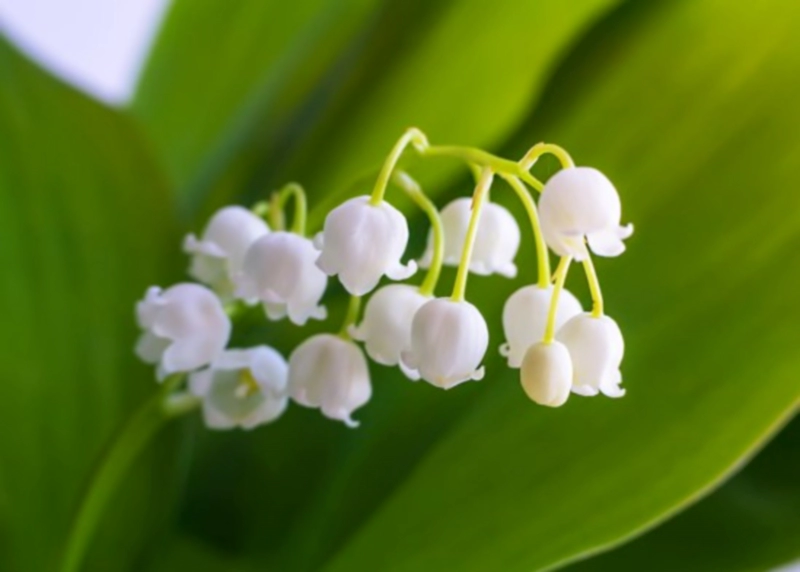 서인영 부케 은방울꽃