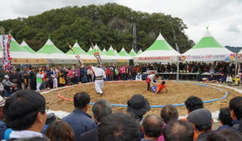 “논 위에서 벌어지는 씨름 한판 – 청송 논씨름 마을 축제의 이색풍경”