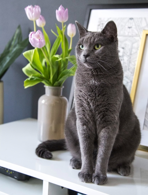 반려동물 영양제 추천 및 효과와 건강 관리법