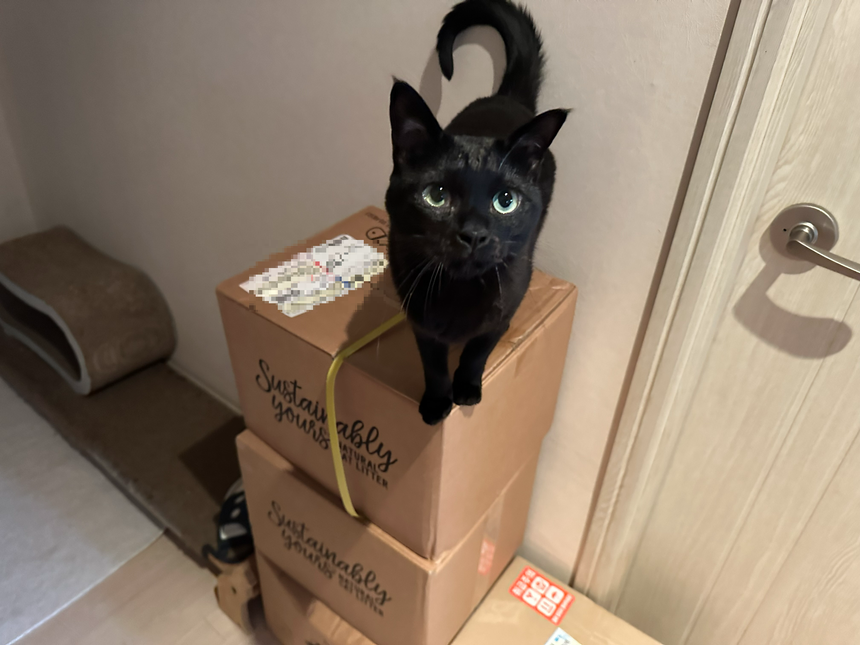 2월 고양이들 화장실 모래 전체갈이 (feat.사이잘룩러그)