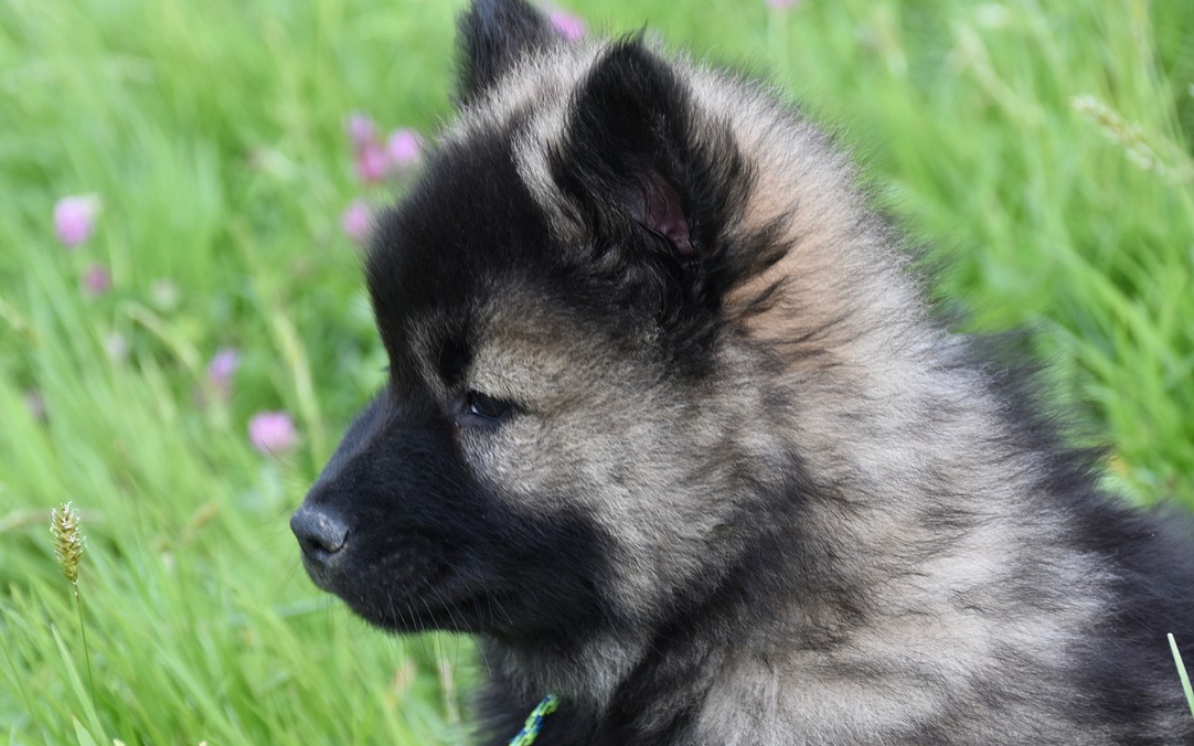 세이블 색상의 강아지