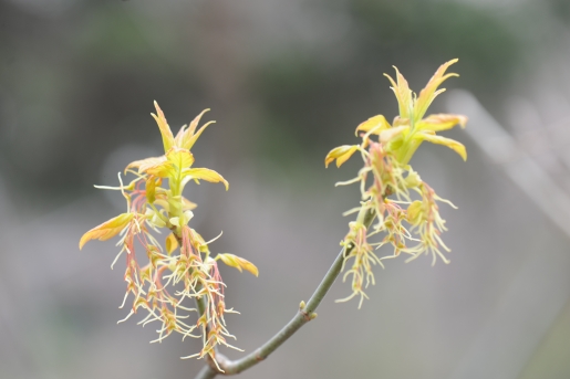 네군도단풍 암꽃차례