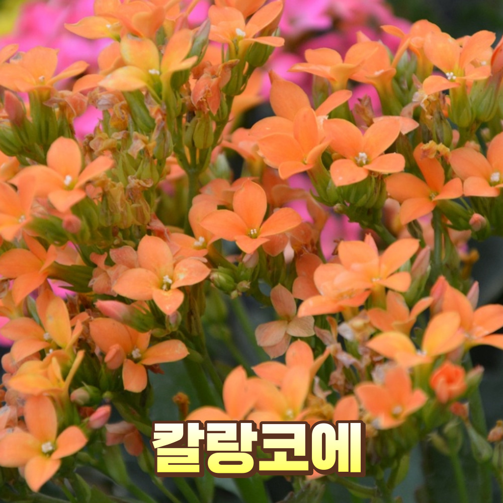 칼랑코에