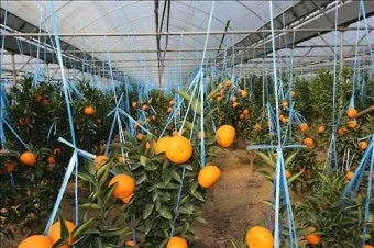 감귤 재배 노지 월동 비가림 하우스 관수 관리_3