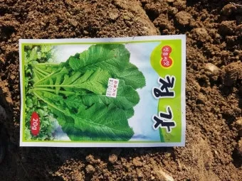 청갓 파종 시기와 방법, 재배 방법과 요령, 물주기_52