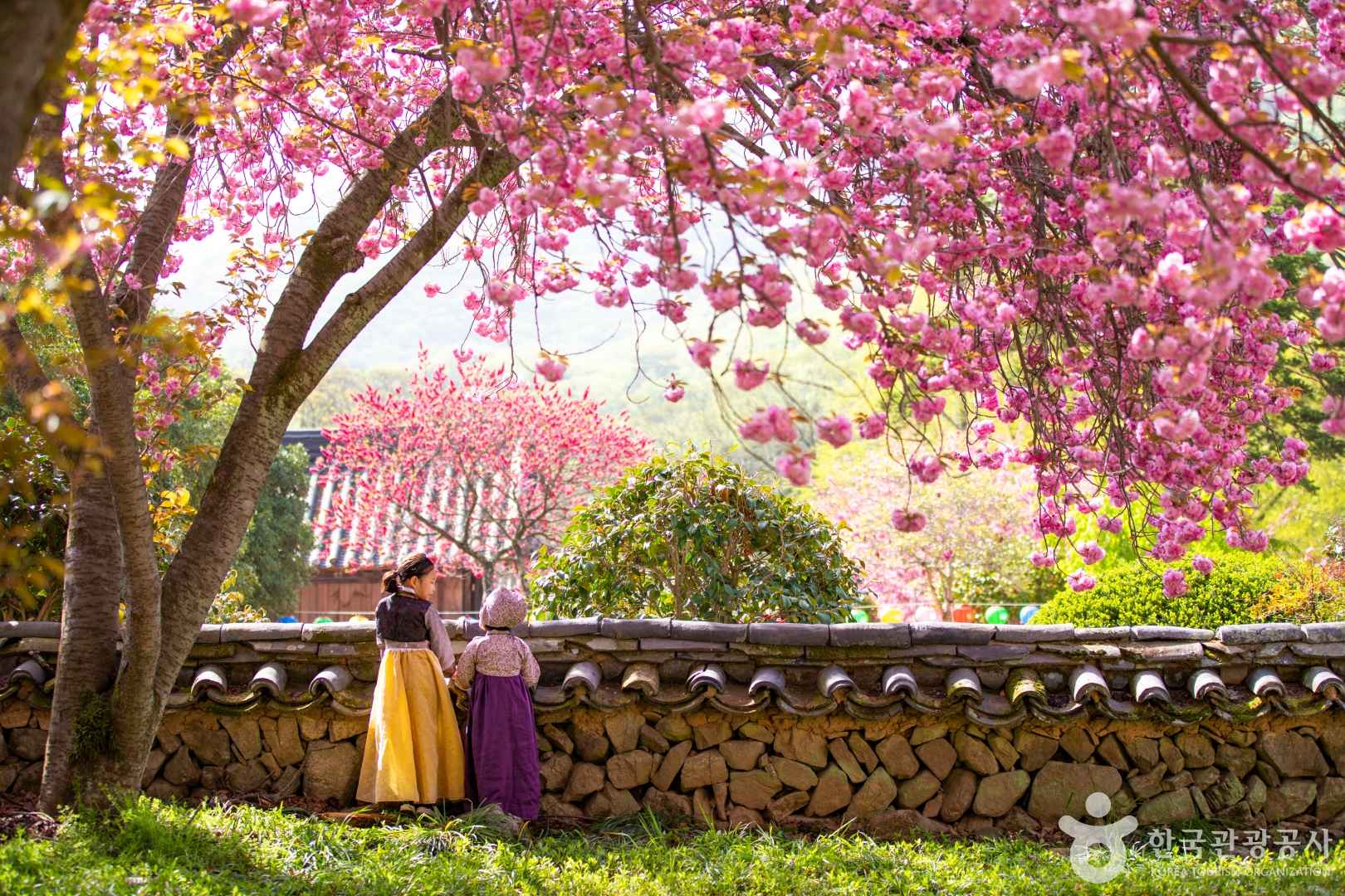 순천 선암사 겹벚꽃