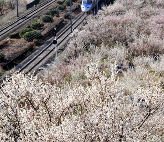 2023 양산 매화 축제