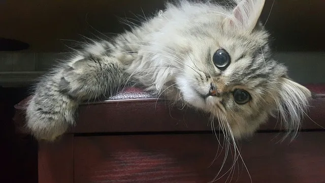 페르시안 고양이 유전병_5