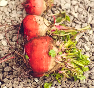 비트 효능 및 부작용 먹는 방법 칼로리 소변색